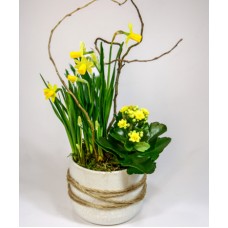Spring light - planting in a modern pot M